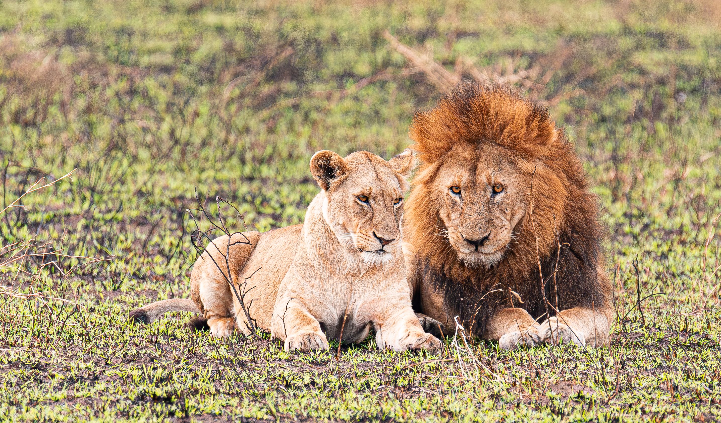 Lion and mate relaxing